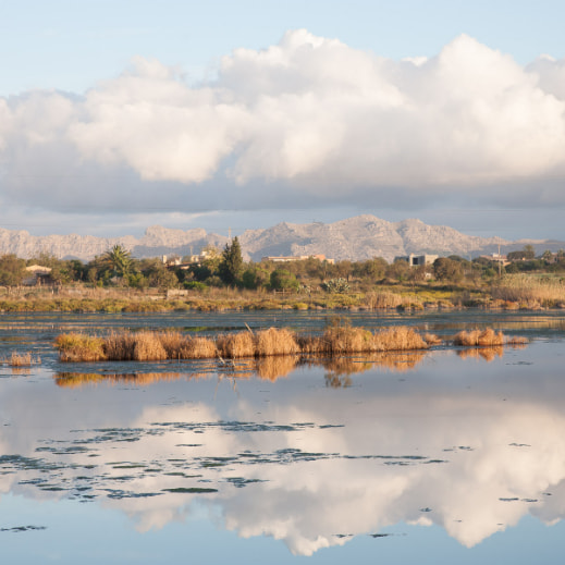 Imatge de l'Albufera de Alcúdia amb vistes a la Serra de Tramuntana