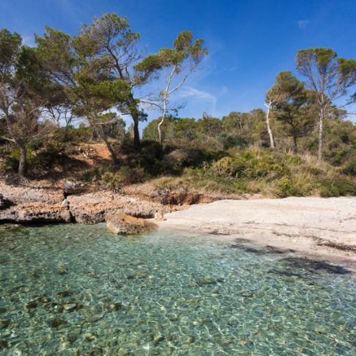 Beach with crystalline waters and pine forest in Alcudia